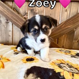 Zoey - Black and tan female Pembroke Welsh Corgi puppy in Corning, California from C.H. Pembroke Corgis