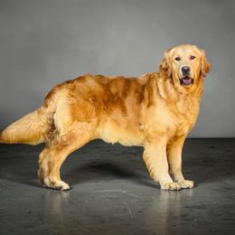 Meg - Golden Retriever