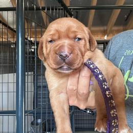 Purple - Yellow female Labrador Retriever puppy in Newton Grove, North Carolina from Wayalife Labradors & Gsp’s