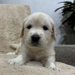 Emily - Light golden female Golden Retriever puppy in North Highlands, California from The Purrfectpups