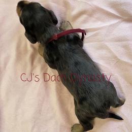 MADISON 4000 - Black and cream female Dachshund puppy in Gatesville, Texas from CJ's Dach Dynasty