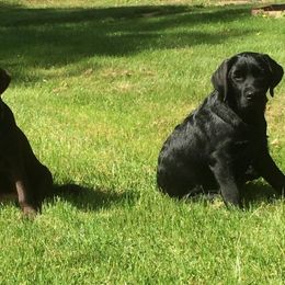 Labrador Retriever Puppies from pinecrest kennels