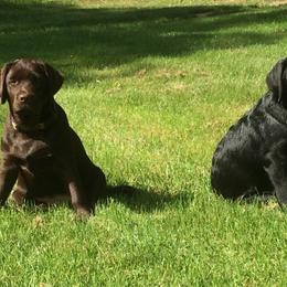 Labrador Retriever Puppies from pinecrest kennels