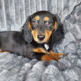 MOLLIE - Black and tan female Dachshund puppy in Swink, Oklahoma from Palali Farm