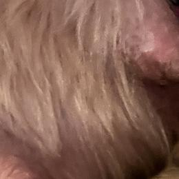 Goldendoodle Puppies from Goldhaly Peach Doodles