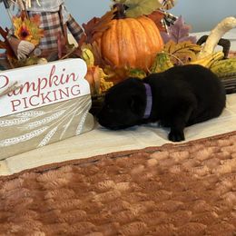 Purple collar female - Black female German Shepherd puppy in Midway, Kentucky from Von Charry German Shepherd’s