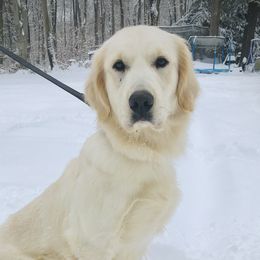Rain  - Golden Retriever