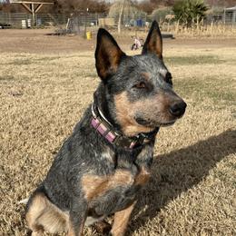 Dolly - Australian Cattle Dog