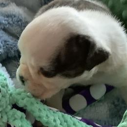 Girl 5 - Red brindle and white female Bulldog puppy in Tierra Verde, Florida from Destiny Kennel