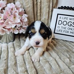 Bonnie - Black and tan female Companion Cross puppy in Decatur, Illinois from Petite Pups
