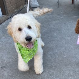 Goldendoodles, Maltipoos, and Poodles from doodles.puppes