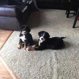 Bernese Mountain Dog Puppies from Michetti’s Mountain Dogs