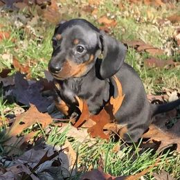 Dachshunds from christy` chandler