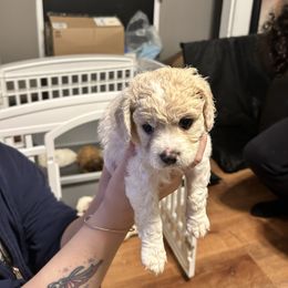 Lumiere - Blenheim male Cavachon puppy in Southbridge, Massachusetts from Caraid Cavachons
