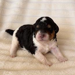 Maple - Phantom female Poodle puppy in Calimesa, California from Teakwoodpoodleofsocal