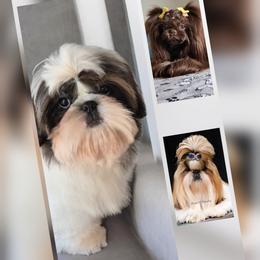 Teddy - Tricolor male Shih Tzu puppy in El Paso, Texas from Paws Of Beauty