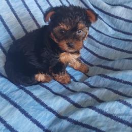 Ricky - Black and tan female Yorkshire Terrier puppy in Redford Township, Michigan from Childress Yorkies