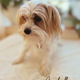 Izzi - Yorkshire Terrier