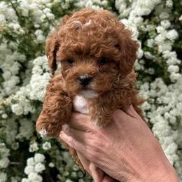 Pooh Bear - Red male Yorkipoo puppy in South Jordan, Utah from Wasatch Pup