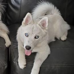 Raya - Pomsky