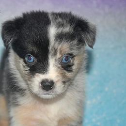 Rune - Blue merle male Miniature Australian Shepherd puppy in Patterson, North Carolina from DreamLine Aussies