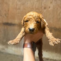 Boy 3 - Apricot male Goldendoodle puppy in Shingle Springs, California from California Double Doodles