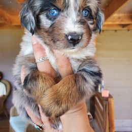 Elliot - Miniature Australian Shepherd puppy in Roseville, California from Golden State Mini Aussies