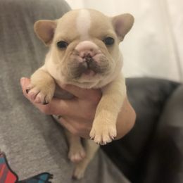 French Bulldog Puppies from Roughneck Frenchies