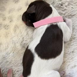 Clara - Liver and white female German Shorthaired Pointer puppy in Conroe, Texas from The Tipsy Rabbit