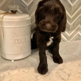 Australian Labradoodle Puppies from Love My Labradoodles