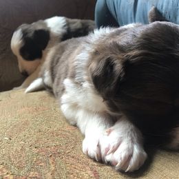 Border Collie Puppies from By Design Farm