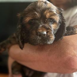 Coco - Sable female Cocker Spaniel puppy in Staten Island, New York from Minster Cocker Spaniels
