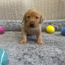 Green Collar Female - Yellow female Labrador Retriever puppy in Hurtsboro, Alabama from PARK’s Family Farm