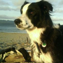 Border Collies from Morgan Charpentier's Border Collies