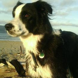 Border Collies from Morgan Charpentier's Border Collies