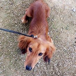 Ruby - Dachshund
