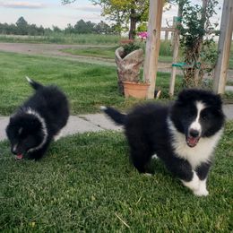 Shetland Sheepdog puppies from Enlia Shelties