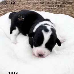 Iris - Black and white female Cardigan Welsh Corgi puppy in Casper, Wyoming from Flying Note Shorties