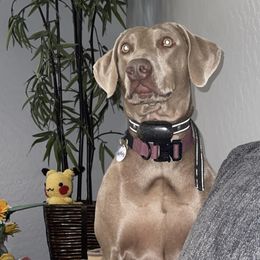 Weimaraners from Desert skyes weims