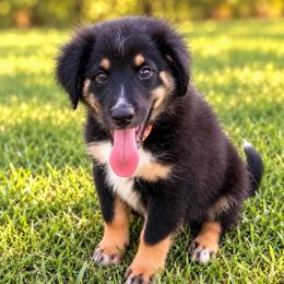 Orange - Black tri male Miniature Australian Shepherd puppy in 32046, Florida from River Hill Ranch