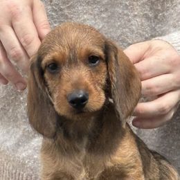 Dachshund Puppies from Passport Dachshunds