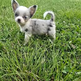 Marty - Merle male Chihuahua puppy in Amity, Pennsylvania from Baxters Chihuahuas