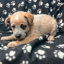 Navarre (RM1) blue - Red speckled male Australian Cattle Dog puppy in Saint Albans, Maine from Australian Cattle Cuties and littles