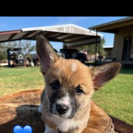 Pembroke Welsh Corgi Puppies from Susan Hohertz