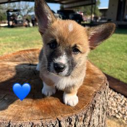 Pembroke Welsh Corgi Puppies from Susan Hohertz