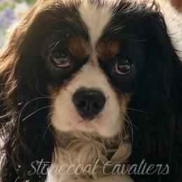 Cavalier King Charles Spaniels from Stonecoal Cavaliers