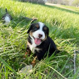 Chief - unfurnished (blue eye) - Tri-color male Bernedoodle puppy in Wamego, Kansas from Doodles of Oz