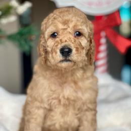 Nala - Red female Labradoodle puppy in San Antonio, Texas from I Love U Back Labradoodles, LLC