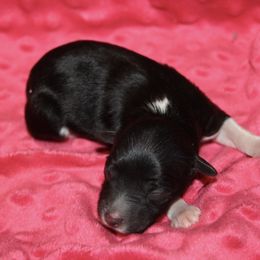Vivian - Black tri-color female Aussiedoodle puppy in Loretto, Tennessee from K Kountry Farm