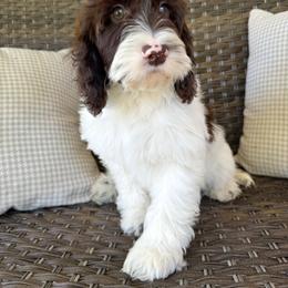Magnus - Brown and white male Cockapoo puppy in Claremont, North Carolina from Magnolia Grove Farms